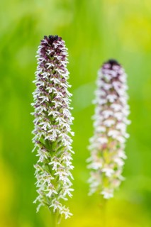 Burnet orchid (Neotinea ustulata), orchid family (Orchidaceae), Ihringen, Kaiserstuhl,