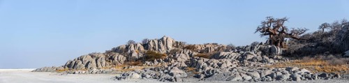 African baobab or baobab tree (Adansonia digitata), arid landscape, Kubu Island (Lekubu), Sowa Pan,