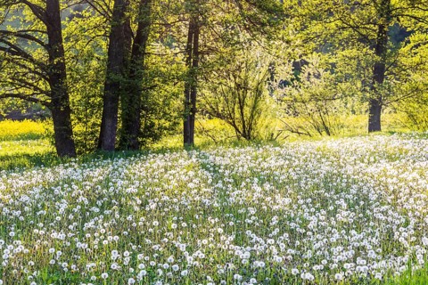 Landscape with flower meadow on the Swabian Alb in spring near Lonsee. Lonsee, Baden-Württemberg,