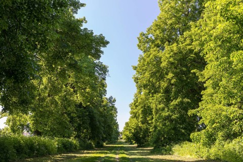 Krim-Linden-Allee to the Bismarck Tower in Lützschena-Stahmeln, Leipzig, Saxony, Germany