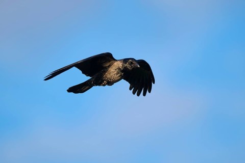 Hooded crow (Corvus cornix) flying in the sky at sunset, wildlife, Helgoland, Germany