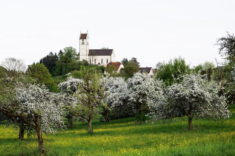 Flowering orchard meadow, Roggenbeuren church, Deggenhausertal, Lake Constance, Baden-Württemberg,