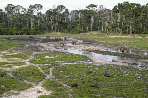 Giant forest hog (Hylochoerus meinertzhageni) and african forest elephants (Loxodonta cyclotis) in