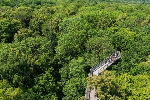 View from the viewing platform of the treetops with the treetop path, UNESCO World Heritage Site