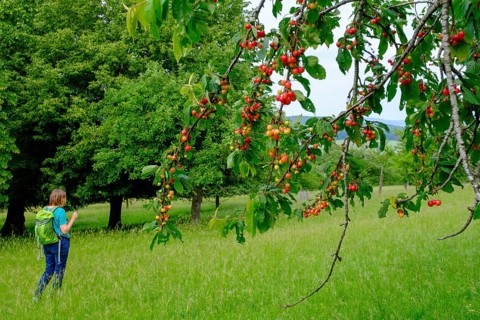 Franconian cherries, hiker between orchards, in the nature reserve Buchleite, Markt Berolzheim,