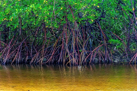 Roots of mangrove trees stuck in the water on the southern coast of the state of Bahia Serra