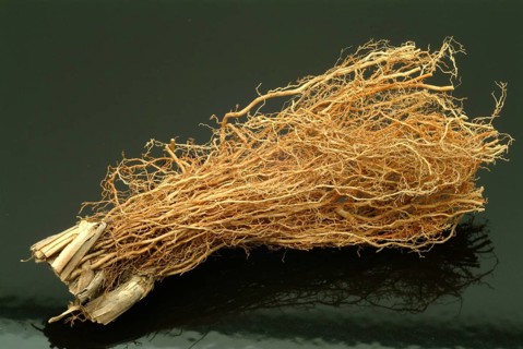 Vetiver, Chrysopogon zizanioides, Andropogon squarrosus, Andropogon muricatus, a sweet grass, is