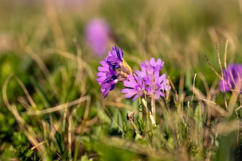 Clusius Primula (Primula clusiana), Hohen Tauern, Austria