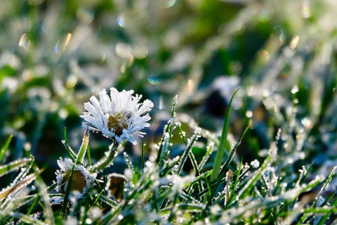 Daisies with hoarfrost and beautiful bokeh in a meadow, winter, Germany