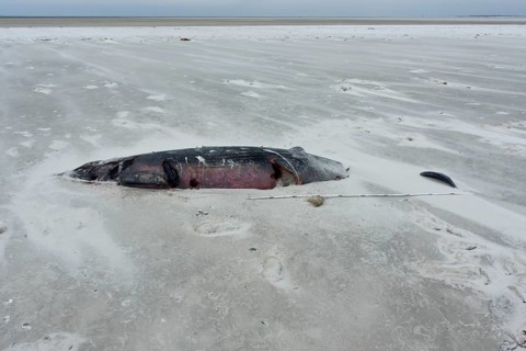 Sowerby's beaked whale (Mesoplodon bidens), North Sea beaked whale, flipper, found dead in the