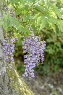 Japanese blue rain (Wisteria floribunda 'Violacea Plena'), EXbury gardens, Exbury, England, Great