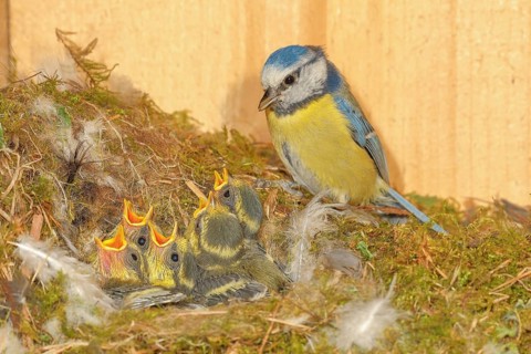Blue tit (Parus caeruleus), feeding young birds in a nesting box, wildlife, nature photography,