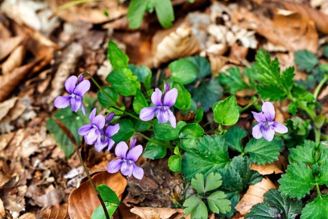 Wood violet (Viola reichenbachiana) among leaves on the forest floor, spring bloomer, Jakobsberg