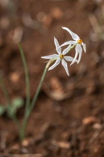 Dainty narcissus (Narcissus elegans), Sicily, Italy