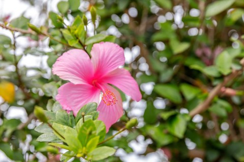 Hibiscus fragilis (Creole: mandrinette), San Cristobal, Galapagos, Ecuador