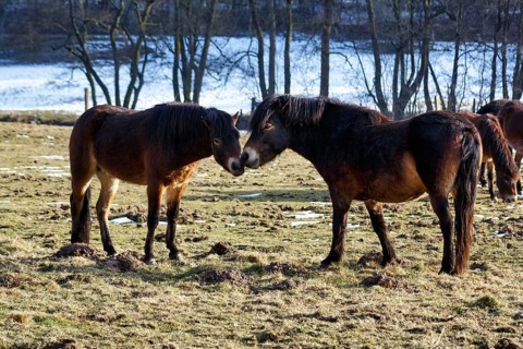 Two Exmoor ponies on winter pasture, Hutewald forest in the Solling-Vogler nature park Park,
