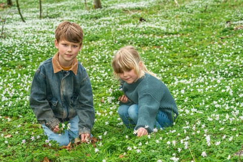 Two blond children, 6 and 8 years old, pick wood anemones (Anemone nemorosa) in spring in Ystad