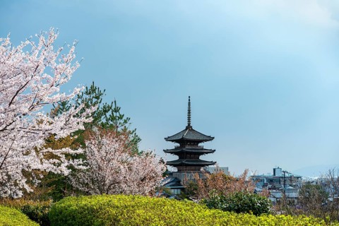 Park with cherry blossoms, five-story Yasaka Pagoda of the Buddhist Hokanji Temple, Higashiyama,