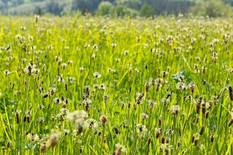 Flowering meadow with lots of ribwort plantain (Plantago lanceolata) at the Saidenbach dam,