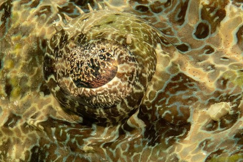 Extreme close-up of eye and eyelid Eyelid of crocodile fish (Papilloculiceps longiceps), Pacific