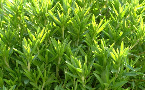 Summer savory (Satureja hortensis), also garden savory, true savory, pepperwort, family of the