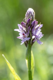 Southern marsh orchid (Dactylorhiza praetermissa), Emsland, Lower Saxony, Germany
