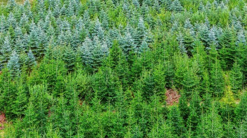 Christmas tree plantation in summer. Christmas trees grow in a coniferous forest for the coming