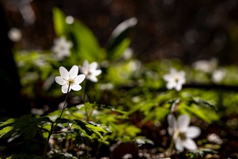 Wood anemone (anemone nemorosa), Bischofswiesen, Berchtesgadener Land, Upper Bavaria, Bavaria,