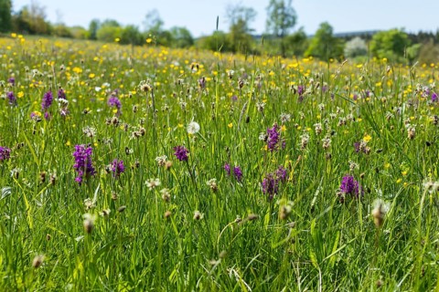 Klengelwiese on the Geisingberg in bloom, mountain meadow with rare plants, including orchids such