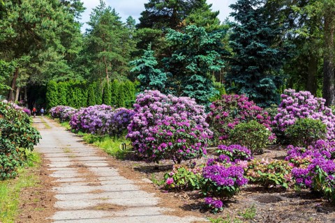 Rhododendron blossom in the historic nursery of the Seidel family, Grüngräbchen, Schwepnitz,
