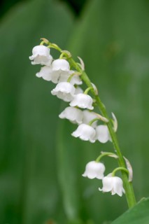 Lily of the valley (Convallaria majalis), flowers, Oberhausen, Ruhr area, North Rhine-Westphalia,