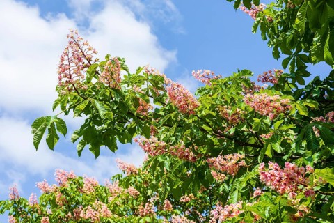 Aesculus pavia (Aesculus pavia) in bloom