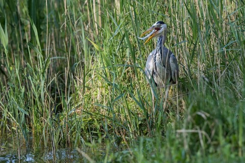 Grey Heron (Ardea cinerea) eating Common bleak (Alburnus alburnus), Mecklenburg-Western Pomerania,