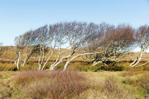 Dune landscape with windbreaks in the national park, Norderney, Lower Saxony, Germany