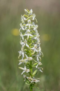 Lesser butterfly-orchid (Platanthera bifolia), Emsland, Lower Saxony, Germany
