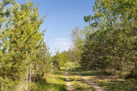 Heath trail through the Gohrischer Heide near Gröditz, Saxony, Germany