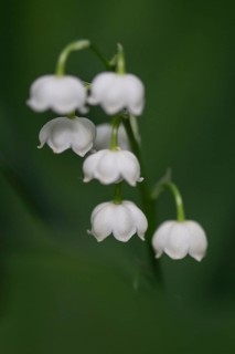 Lily of the valley (Convallaria majalis), Emsland, Lower Saxony, Germany