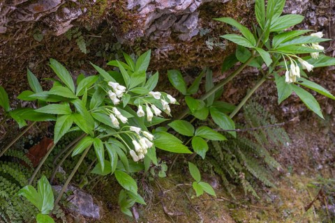 Nine-leaved toothwort (Dentaria enneaphyllos), Kundler Klamm, Kundl, Tyrol, Austria