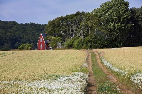 Lonely traditional red wooden cottage along field in summer in rural Skåne, Scania, Sweden,