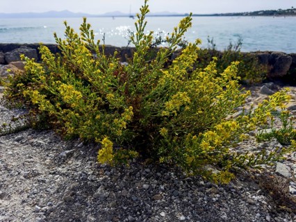 Sticky elecampane, Dittrichia viscosa (Dittrichia viscosa)