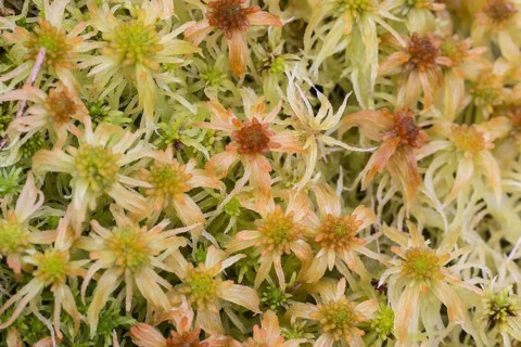 Marsh peat moss (Sphagnum palustre), Province of Drenthe, Netherlands