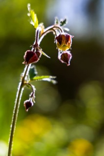 Brooklime (Geum rivale), Bischofswiesen, Berchtesgadener Land, Bavaria, Germany