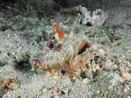 Camouflaged fish, Spiny Devilfish (Inimicus didactylus), resting on sandy seabed with organic