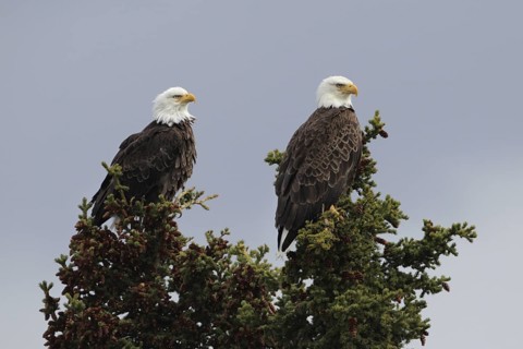 Bald Eagle (Haliaeetus leucocephalus), Alaska, USA