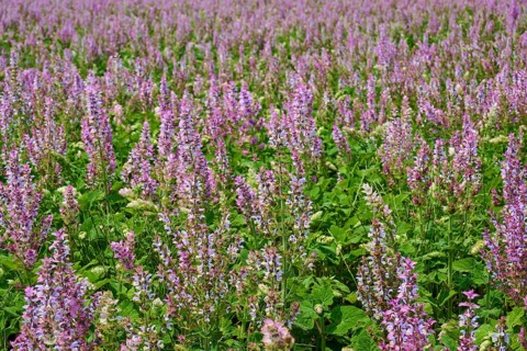 Clary sage field on a sunny day, summer, Valensole, Alpes-de-Haute-Provence, Provence-Alpes-Cote