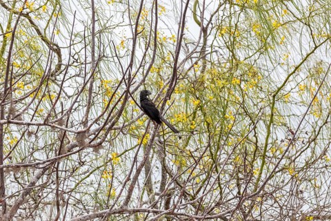 Smooth-billed Ani (Crotophaga ani), San Cristobal, Galapagos, Ecuador
