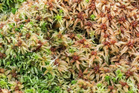 Marsh peat moss (Sphagnum palustre), Province of Drenthe, Netherlands
