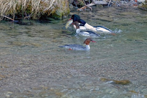 Male and female common mergansers (Mergus merganser) hunting for rainbow trout in the Kieferbach,