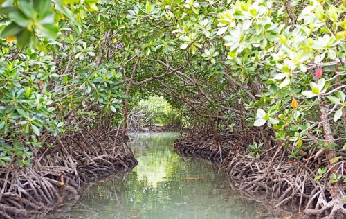 Red mangroves (Rhizophora mangle), Île d'Ambre or Amber Island, Riviere du Rempart region,