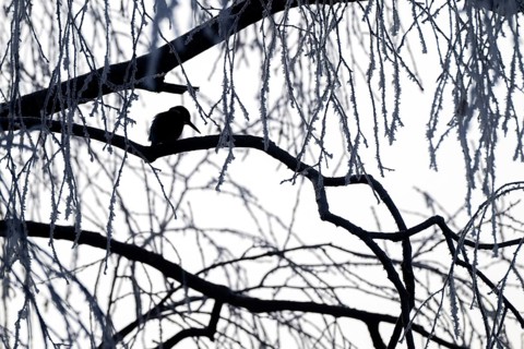 Kingfisher (Alcedo atthis) on its perch, Schlitters, Tyrol, Austria